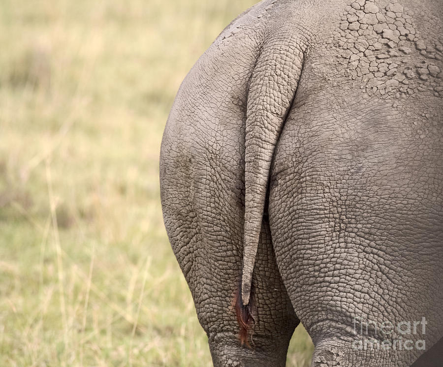 Rhino tail Photograph by Liz Leyden