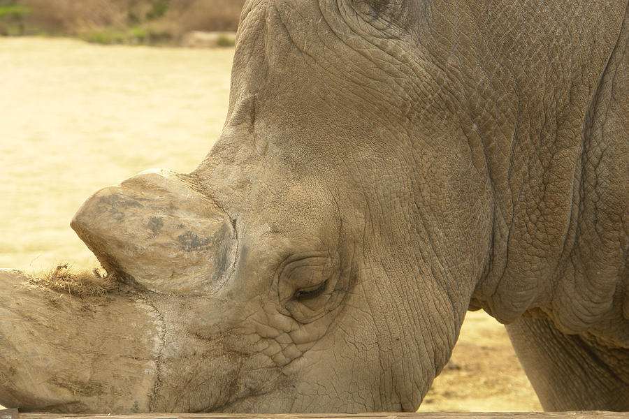 Wildlife Photograph - Rhino Upclose by DFiant DSign
