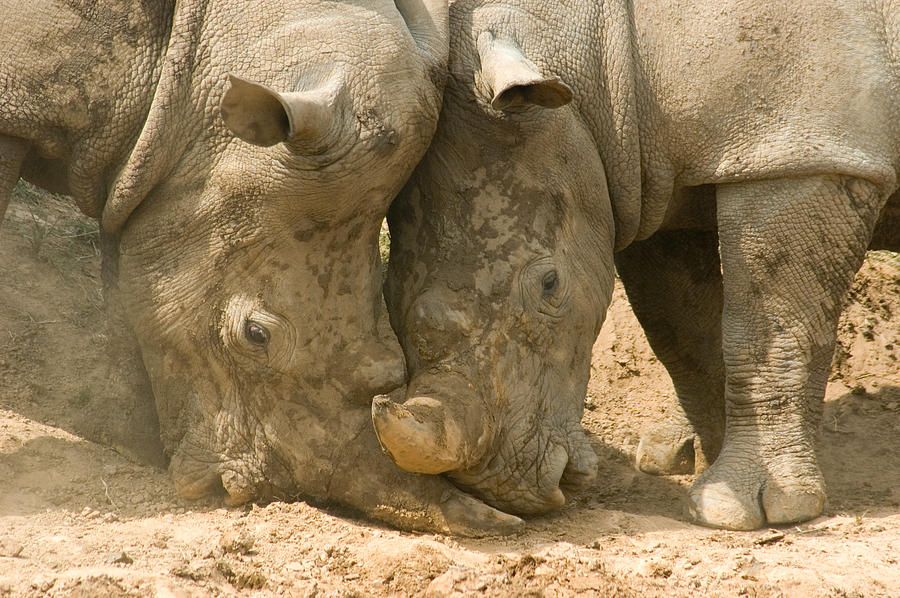 Rhino Wrestling  Photograph by Jeremy Voisey