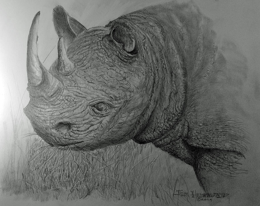 Rhinoceras Drawing by Jim Hubbard