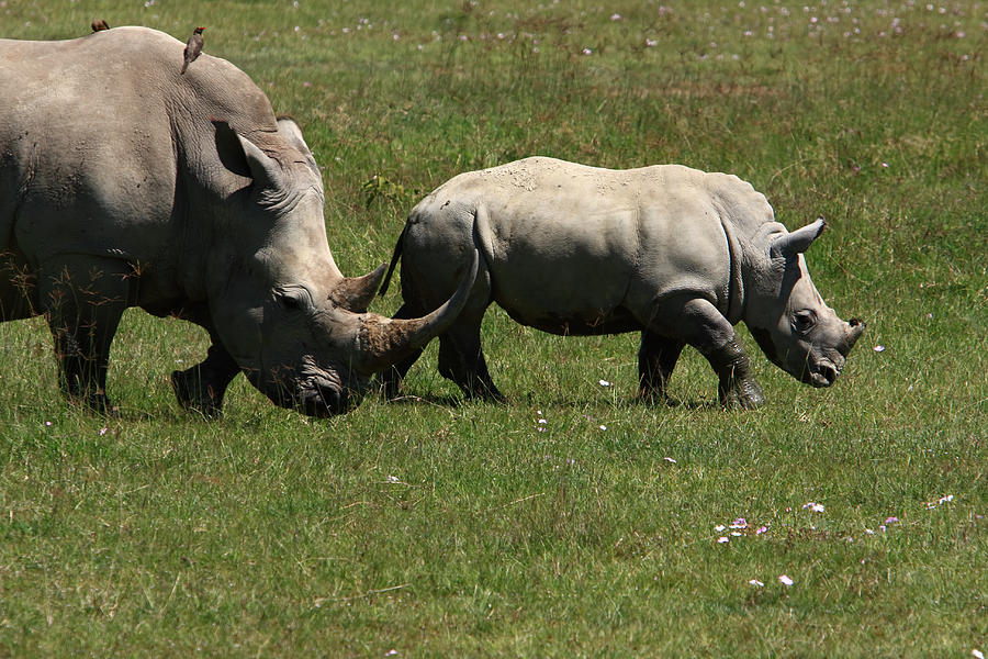 Wildlife Photograph - Rhinoceros by Aidan Moran