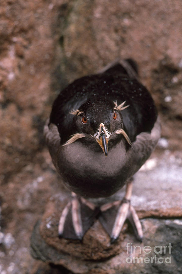 Rhinoceros Auklet Photograph by Art Wolfe