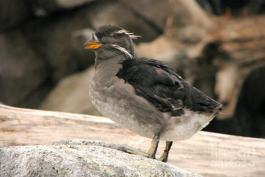Nature Photograph - Rhinoceros Auklet by Frank Townsley