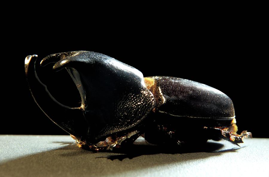 Rhinoceros Beetle Photograph by Patrick Landmann/science Photo Library