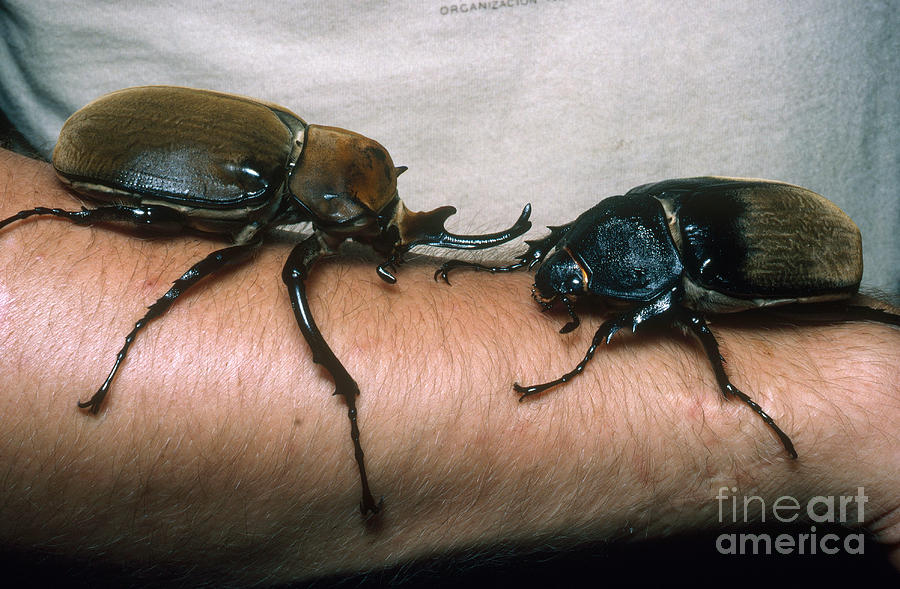 Rhinoceros Beetles Photograph by Gregory G. Dimijian, M.D.