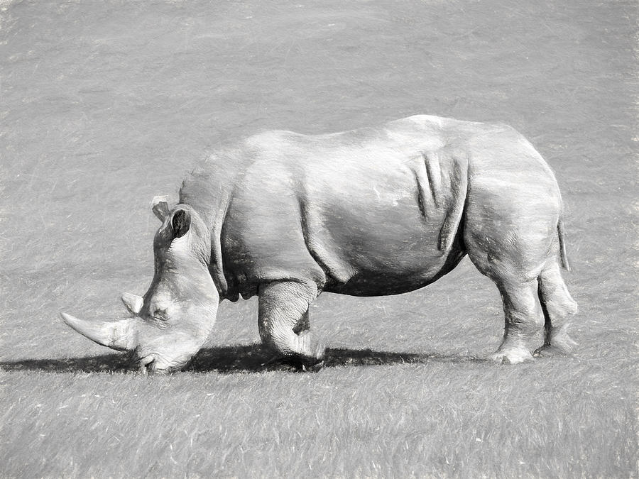 Nature Digital Art - Rhinoceros Charcoal Drawing by Roy Pedersen