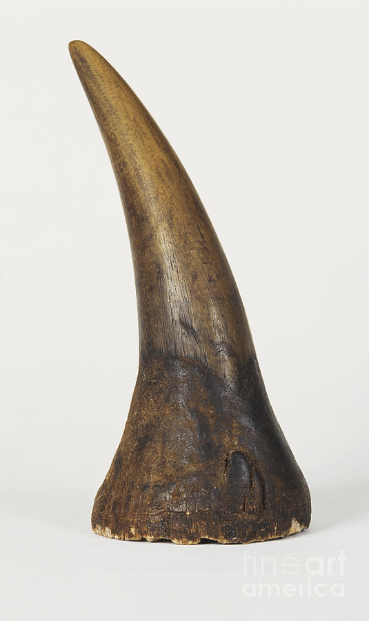 Rhinoceros Horn Photograph by Dorling Kindersley