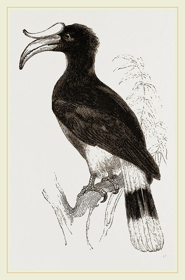 Nature Drawing - Rhinoceros Hornbill by Litz Collection