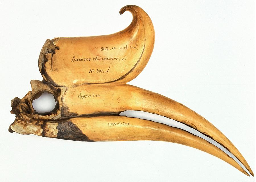 Hornbill Photograph - Rhinoceros Hornbill Skull by Natural History Museum, London/science Photo Library