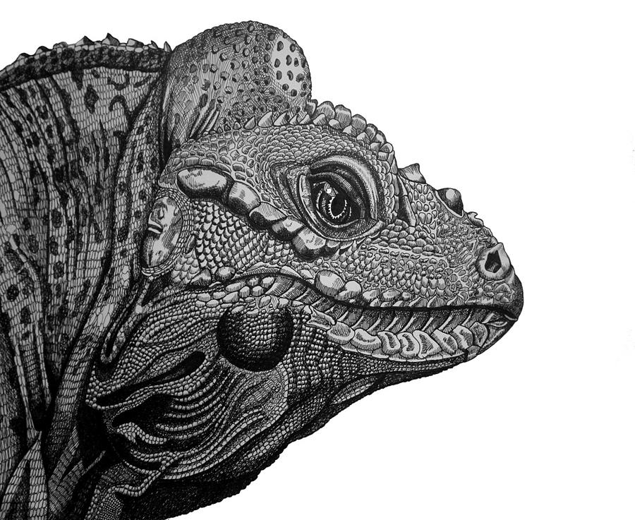 Rhinoceros Iguana Drawing by Tracey Gurr BA Hons