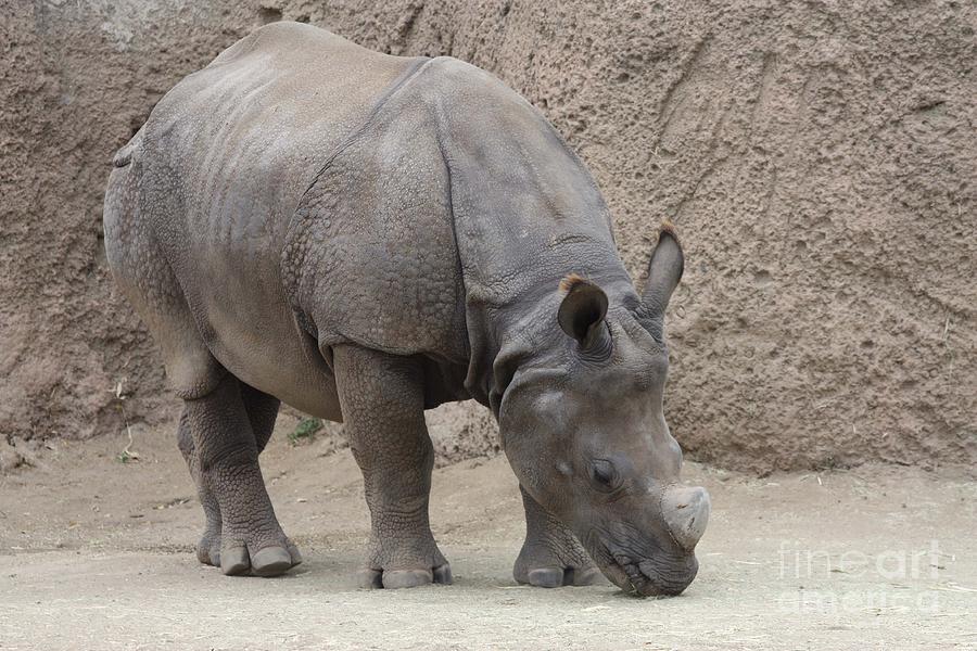 Rhinoceros Photograph by John Telfer