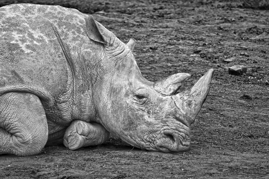 Rhinocerus Photograph - Rhinoceros by Nancy Aurand-Humpf