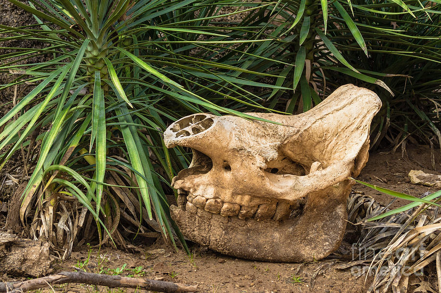 Rhinoceros Skull Photograph by Imagery by Charly