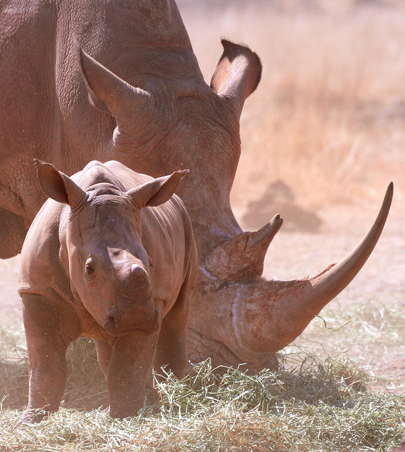 Rhinoceros With Calf Photograph by Photo By Martin Heigan.