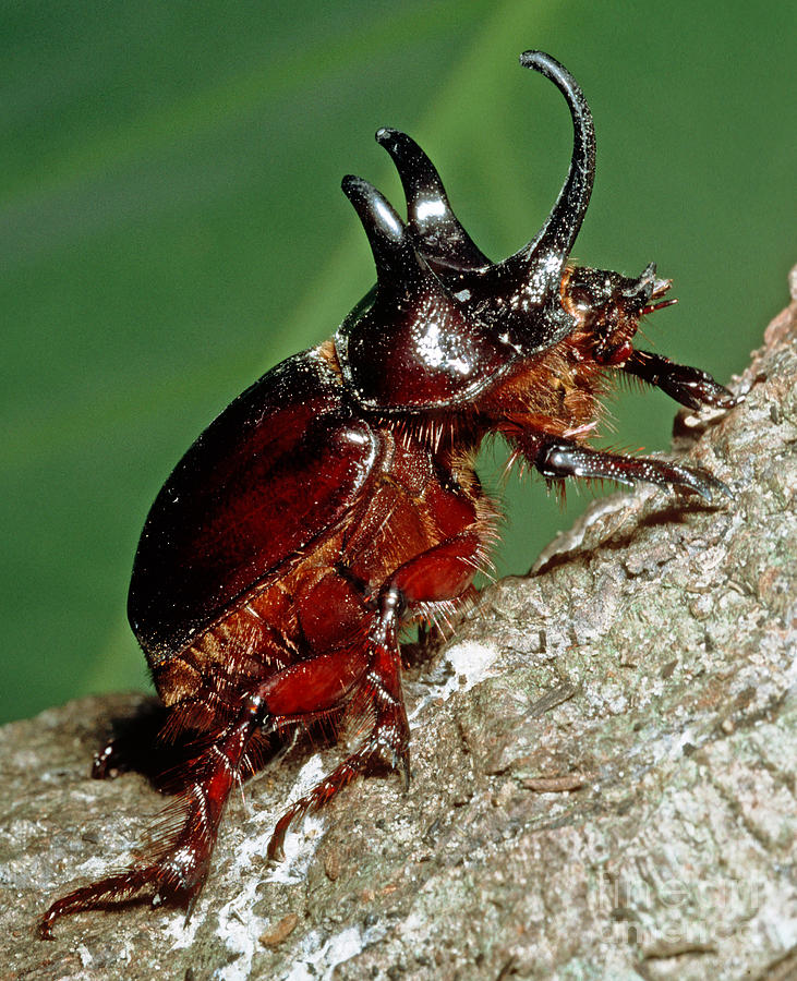 Animal Photograph - Rhinocerus Beetle Dynastes Tityus Male by Millard H. Sharp