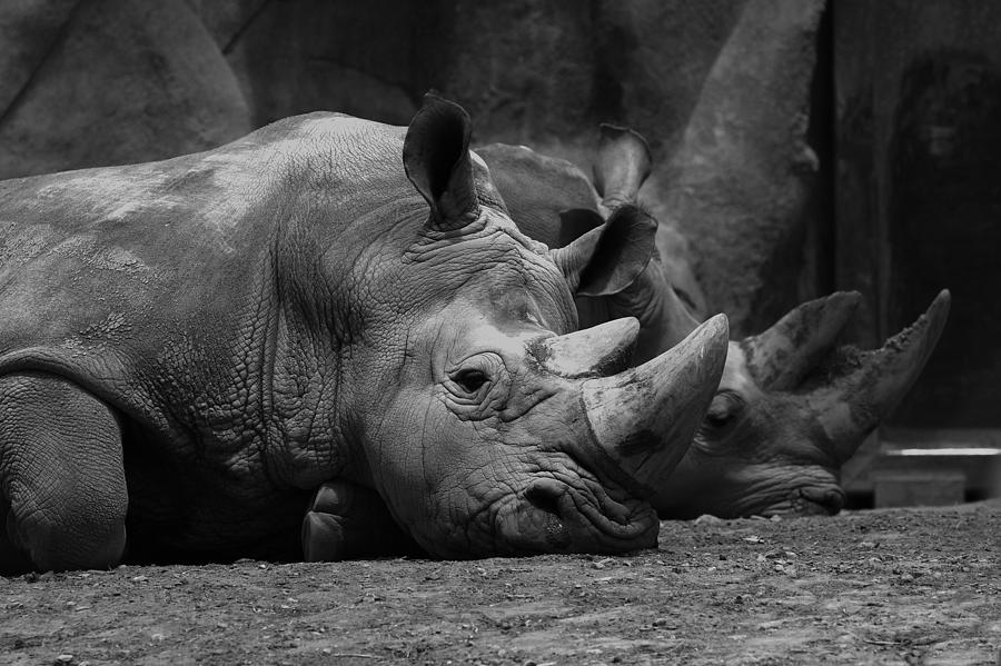 Rhinos Photograph by David Andersen