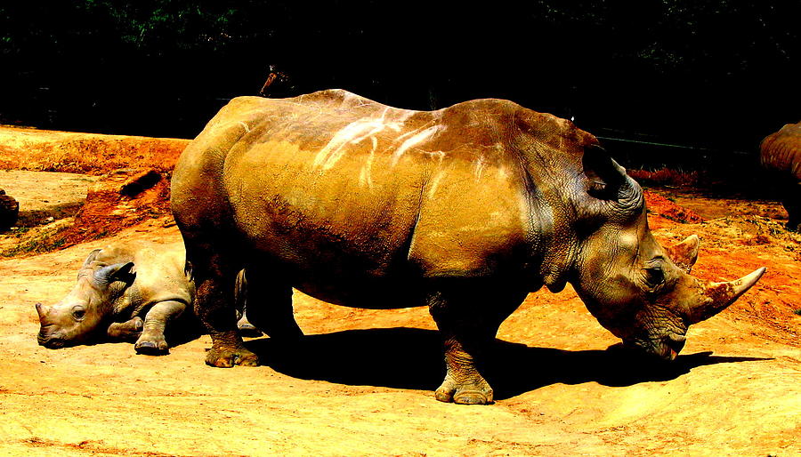 Rhinos Photograph by Guy Pettingell