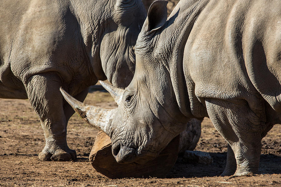 Rhinos Photograph