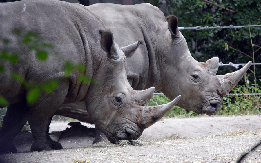 Rhinos Photograph by Lynellen Nielsen