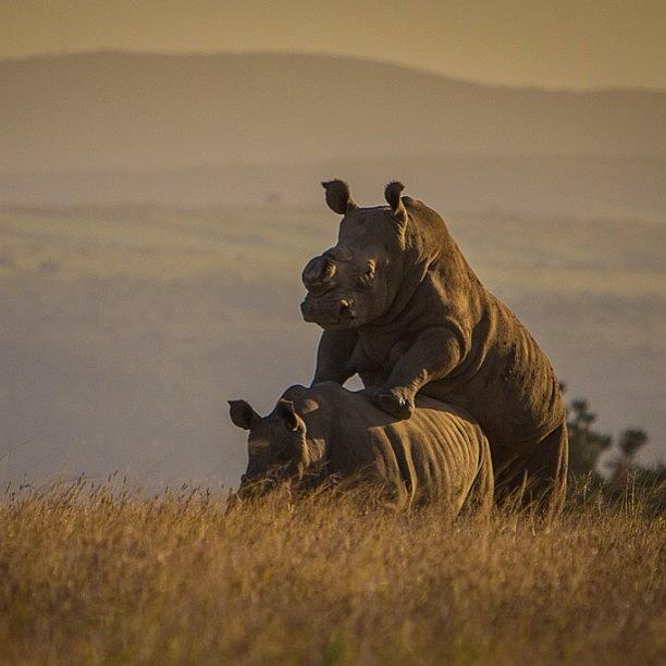 Pod Photograph - Rhinos Mating In @southafrica by Dave And Deb