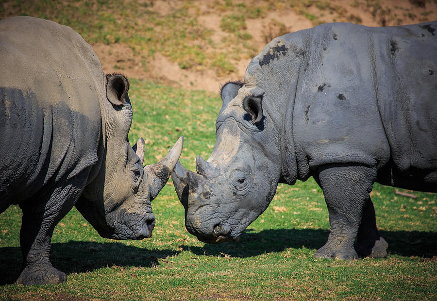 Rhinos Photograph by Matthew Onheiber