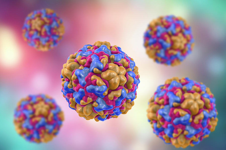 Rhinoviruses Photograph by Kateryna Kon/science Photo Library - Pixels