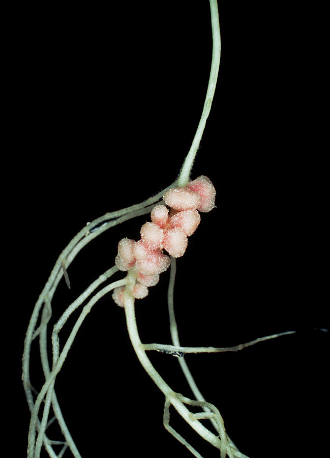 Rhizobium Leguminosarum Root Nodules Photograph by Dr.jeremy Burgess/science Photo Library