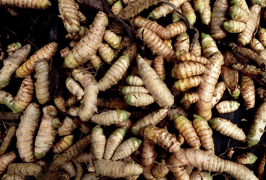 Rhizomes Of Cultivated Ginger Photograph By Dr Morley Readscience Photo Library 2033