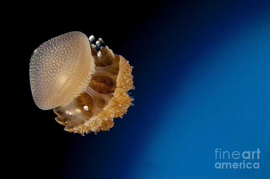 Wildlife Photograph - Rhizostome Jellyfish, Tulamben, Bali by Steve Jones