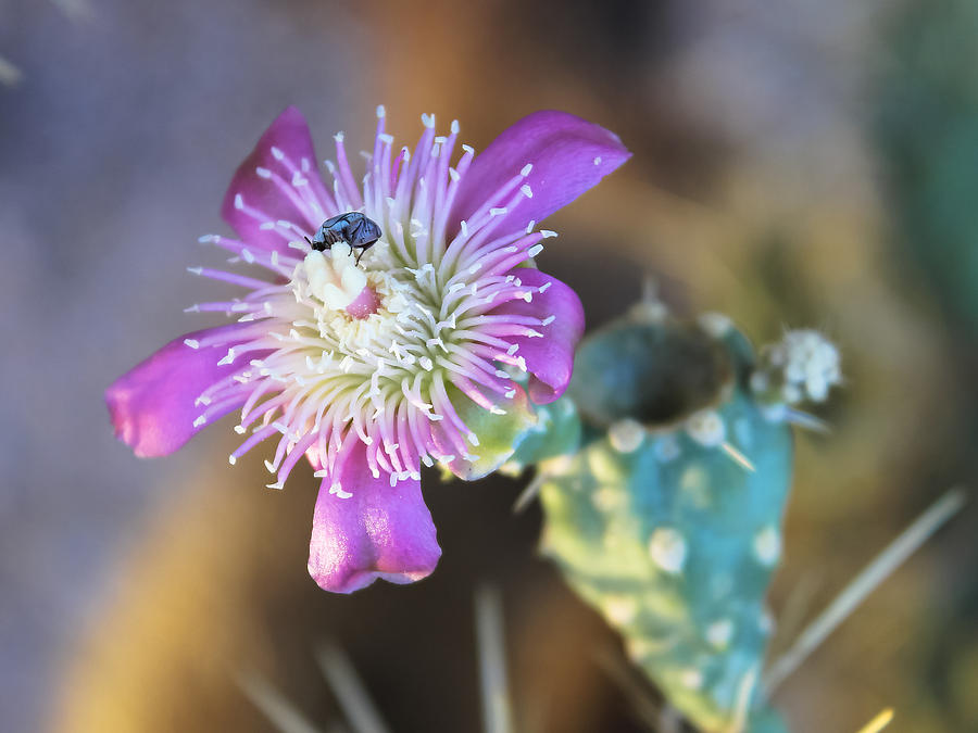 Desert Photograph - Rhodamine Bloom by Ryan Seek