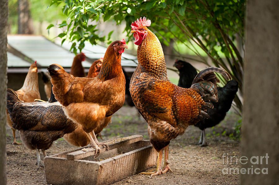 Rhode Island Red Chickens And Wooden Feeder Photograph