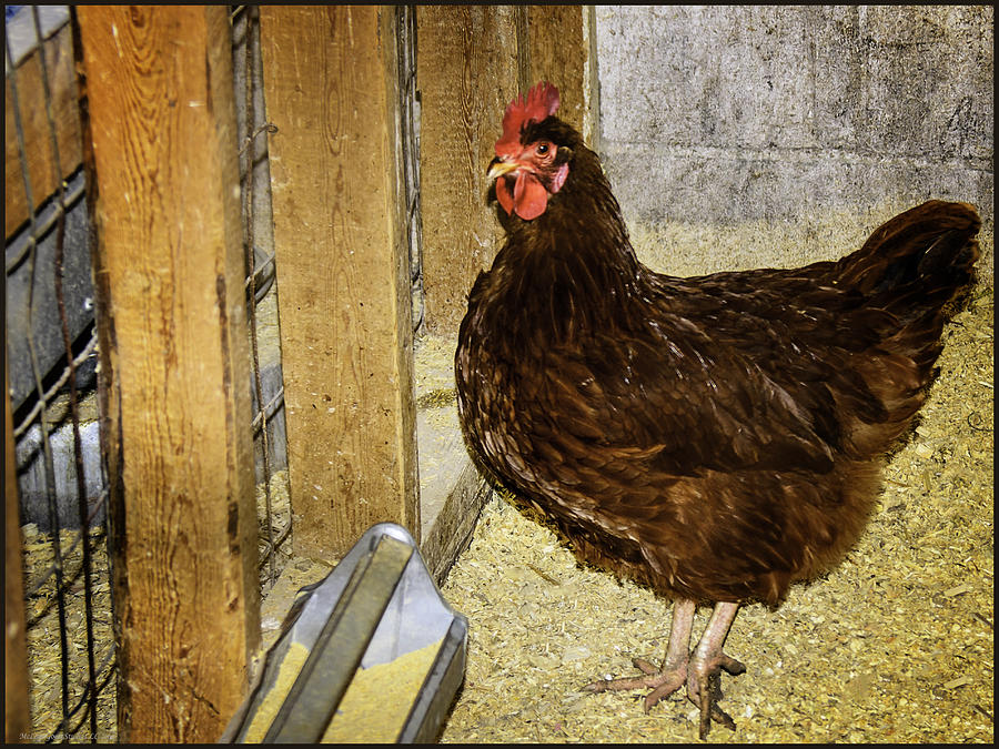 Rhode Island Red Chicken Photograph