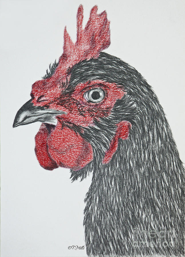 Rhode Island Red Chicken Drawing by Terri Mills
