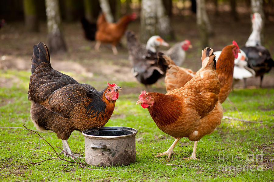 Rhode Island Red hens drinking water Photograph by Arletta Cwalina