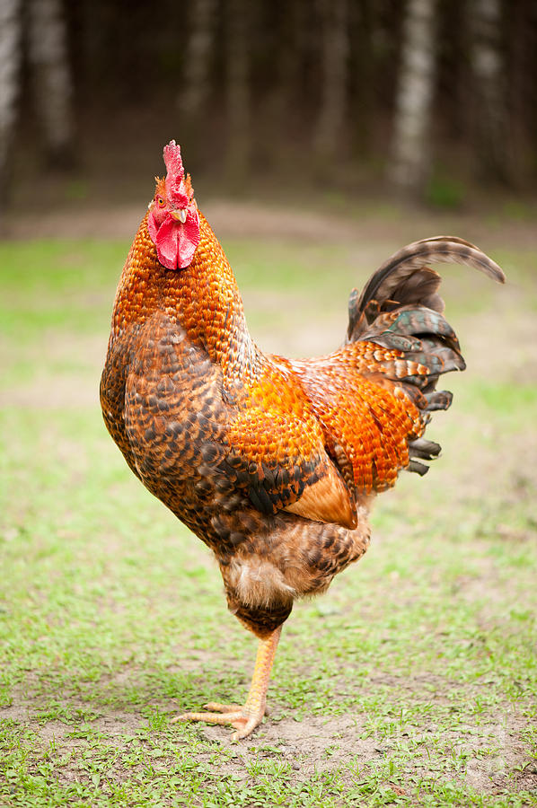 rhode-island-red-cock-portrait-arletta-c