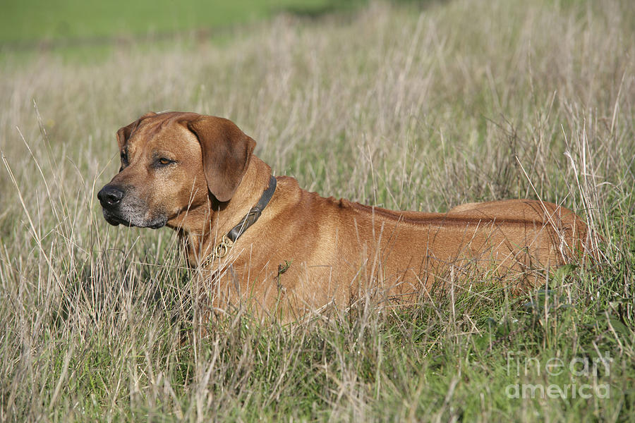 Rhodesian Ridgeback Dog Photograph by John Daniels