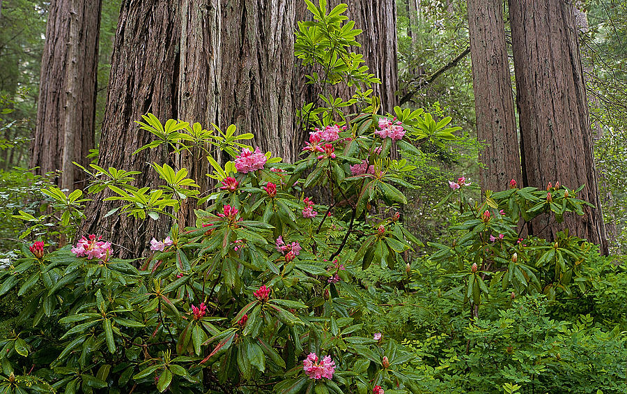 Rhodies And Redwoods Photograph by Buddy Mays