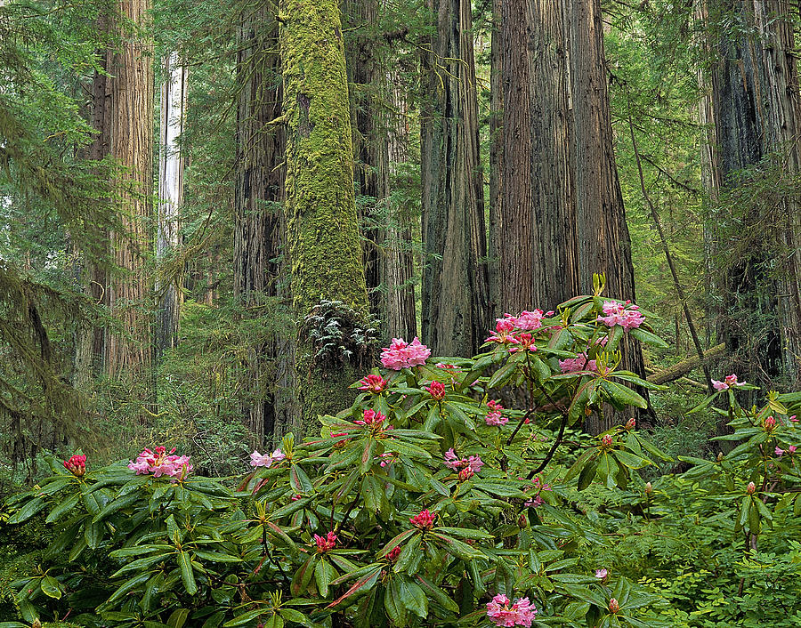Rhodies And Redwoods Two Photograph by Buddy Mays
