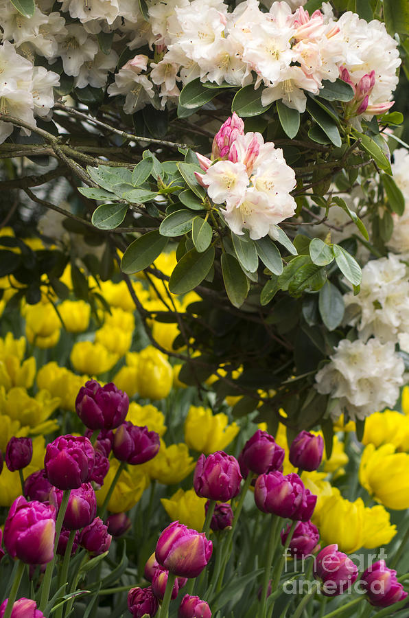 Rhodies and Tulips Photograph by Louise Magno
