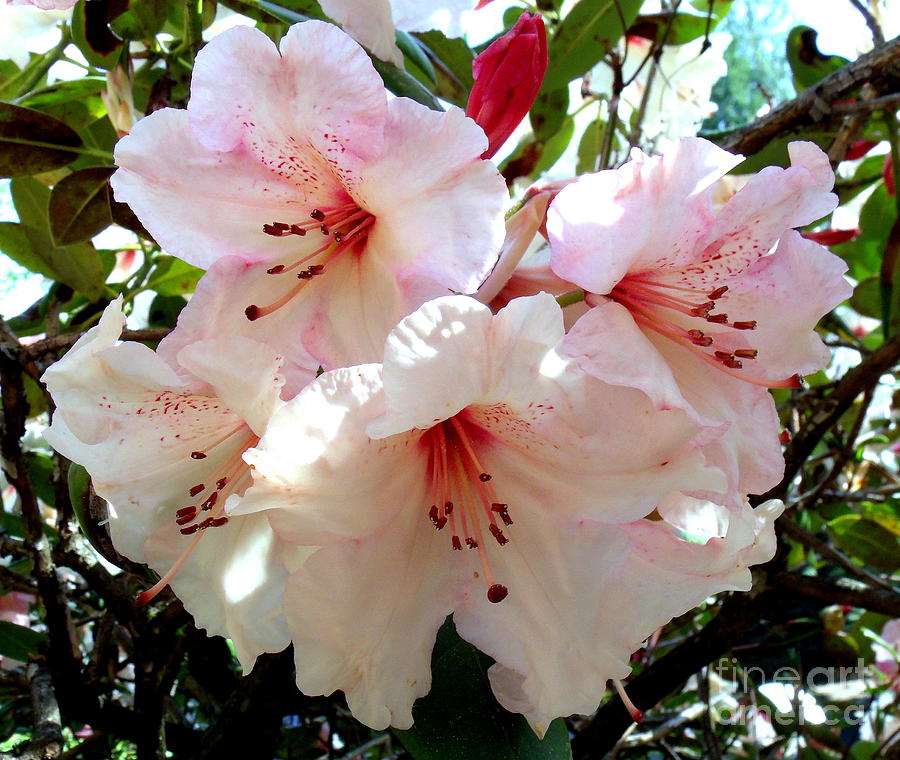 Rhodies in Bloom Photograph by Carol Grimes