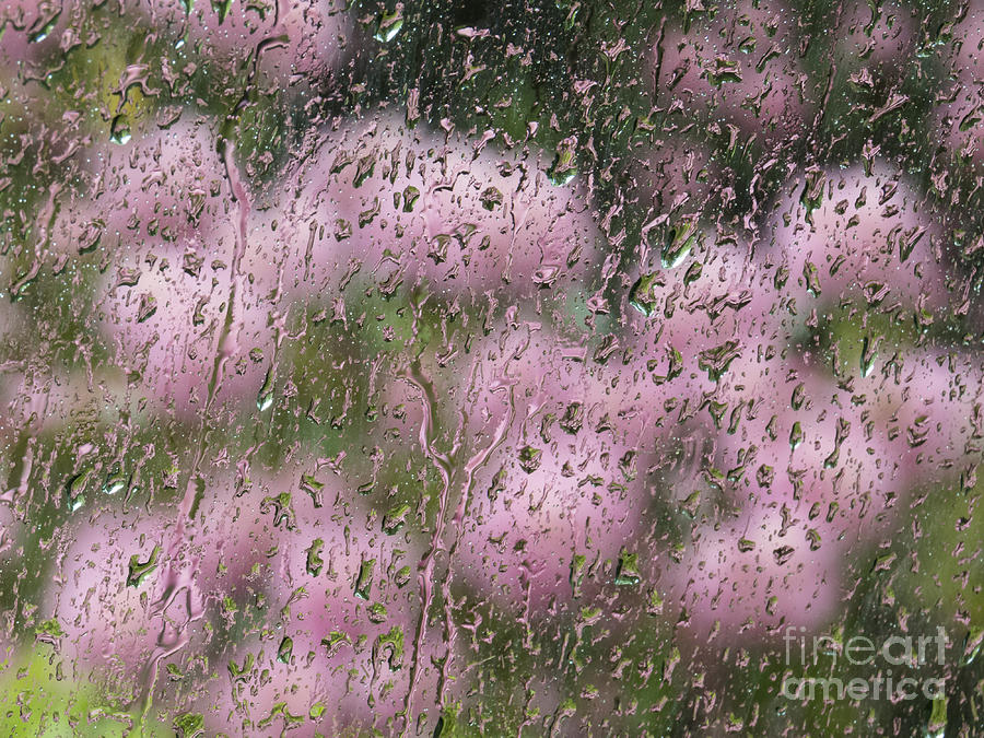 Rhodies in the Rain Photograph by Lili Feinstein