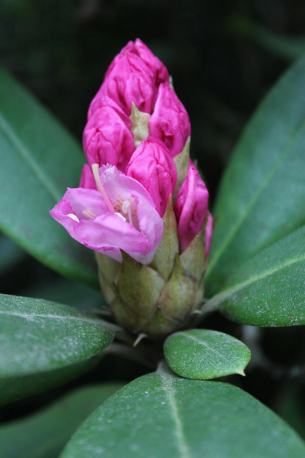 Seattle Photograph - Rhodo by Canyon Cassidy