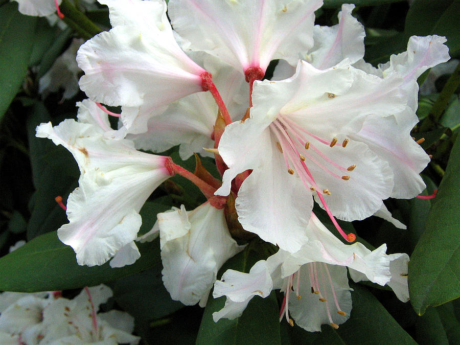 Rhododendron 1 Photograph by Helene U Taylor