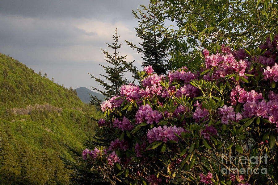 Rhododendron 1 Photograph by Jonathan Welch