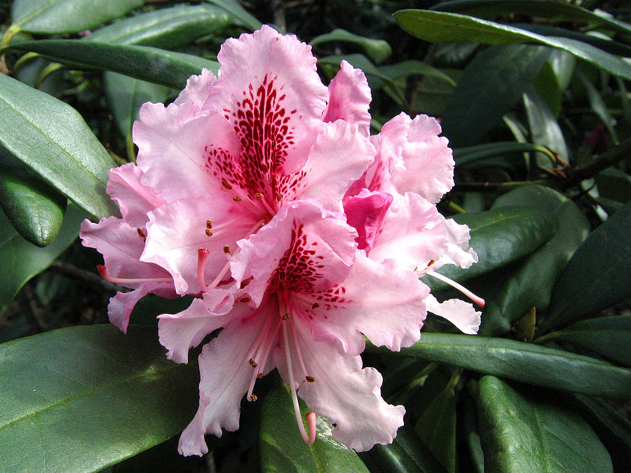 Rhododendron 2 Photograph by Helene U Taylor