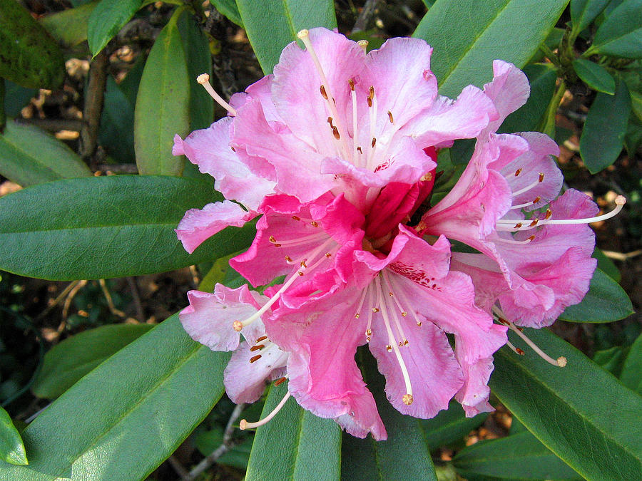 Rhododendron 3 Photograph by Helene U Taylor