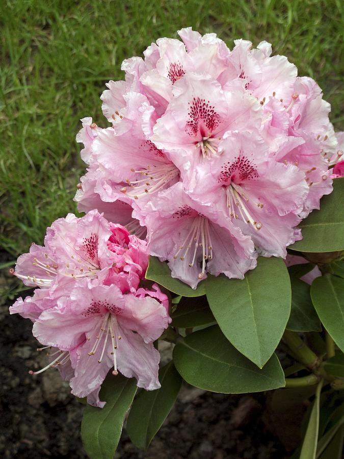 Flower Photograph - Rhododendron albert Schweitzer by Power And Syred