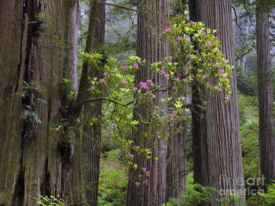 Rhododendron And Redwood Trees Photograph by John Shaw