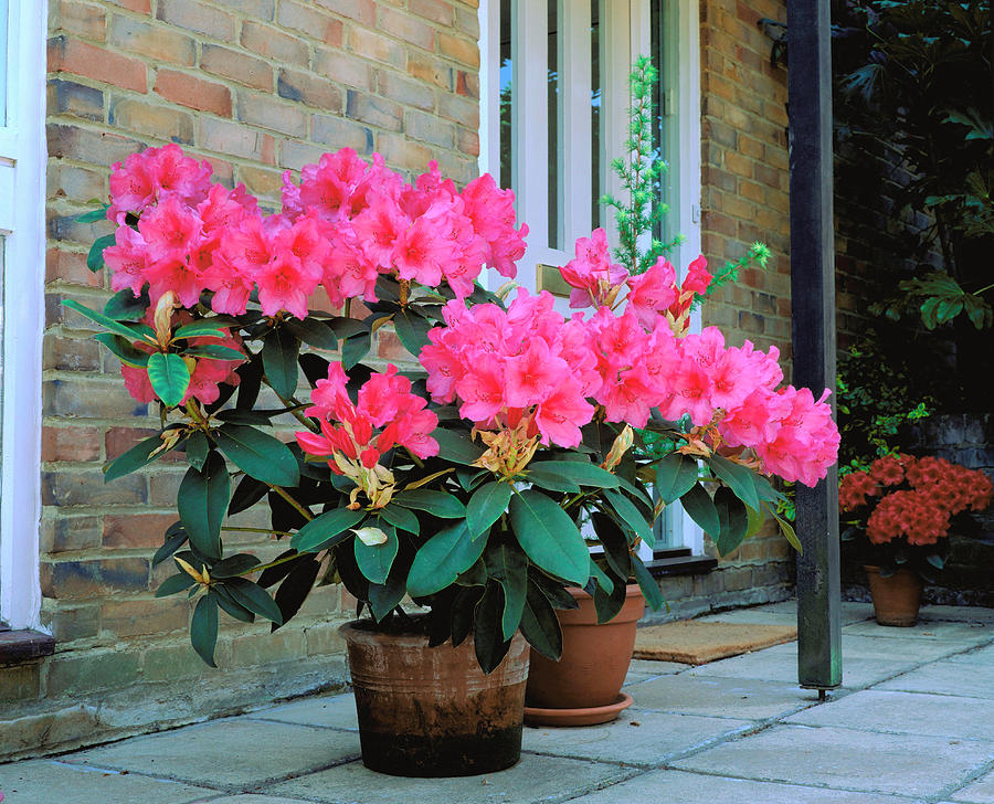 Rhododendron Anna Rose Whitney Photograph by Anthony Cooper/science Photo Library