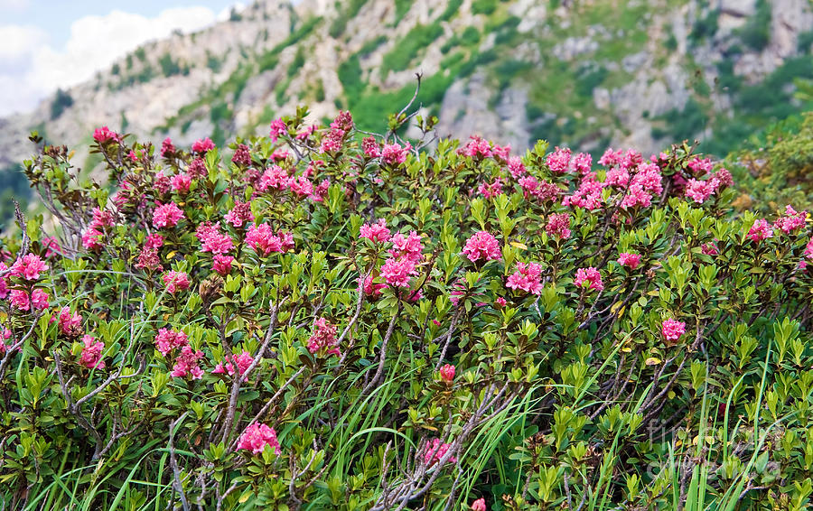 Rhododendron Photograph by Antonio Scarpi